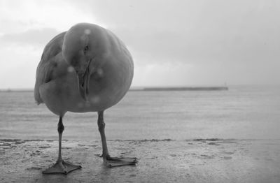 Close-up of seagull on beach against sky