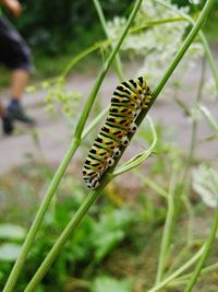 Close-up of insect on plant