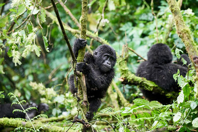 Baby gorilla playing in the forest