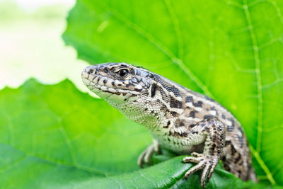 Close-up of a lizard