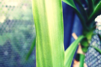 Close-up of green plant