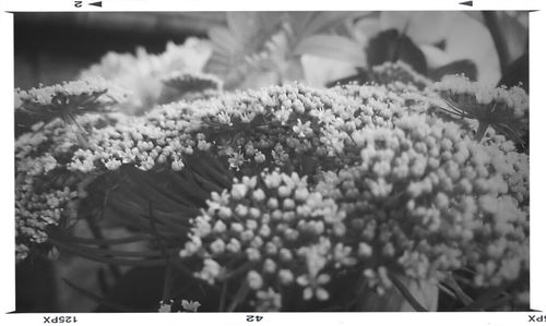 Close-up of flowers