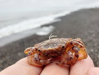 Close-up of hand holding crab at beach