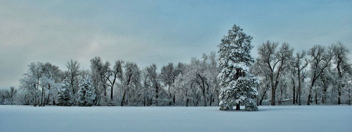 Bare trees on snow covered landscape