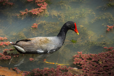 High angle view of swan swimming in lake