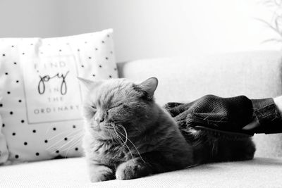 Cat relaxing on sofa at home