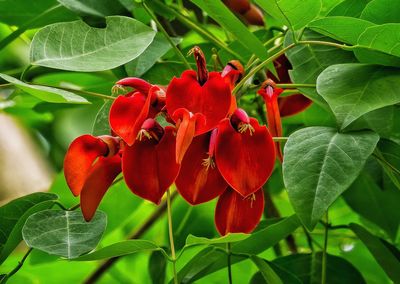 Close-up of red flowers