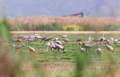 Flock of birds on field