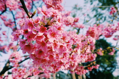 Close-up of pink flowers on tree