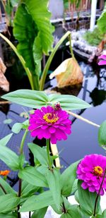 Close-up of insect on pink flowering plant