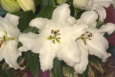 Close-up of white flowering plants