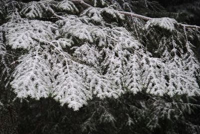 Close-up of snow covered pine tree