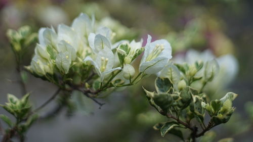 Close-up of white flowering plant