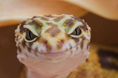 Close-up portrait of lizard