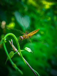 Close-up of insect on plant