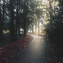 Road passing through trees