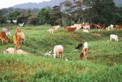 Herd of sheep on field