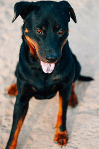 Portrait of black dog