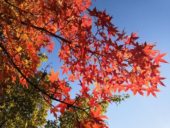 Low angle view of maple tree against sky