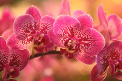 Phalaenopsis orchid shaped like butterflies