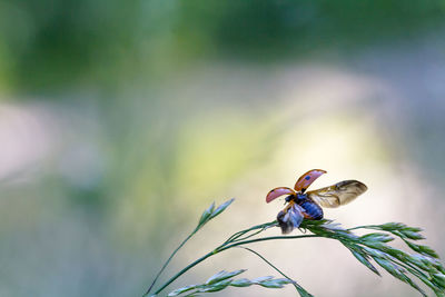 Close-up of flower against blurred background