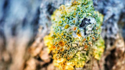 Close-up of lichen growing on tree trunk