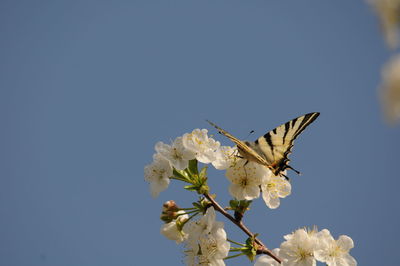 Close-up of butterfly pollinating on flower