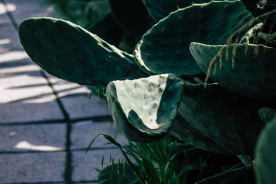 Close-up of succulent plant on field