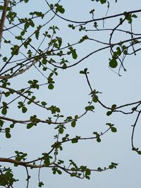 Low angle view of flowering plant against clear sky