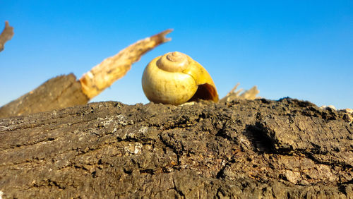 Low angle view of snail shell on tree bark against clear blue sky