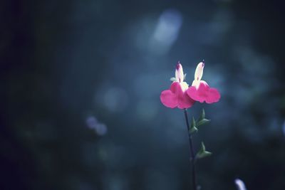 Close-up of pink flower