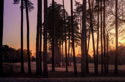 Silhouette trees in forest against sky during sunset