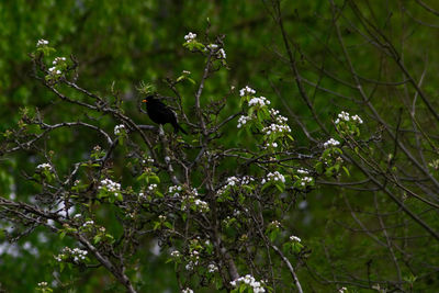 Low angle view of bird on tree