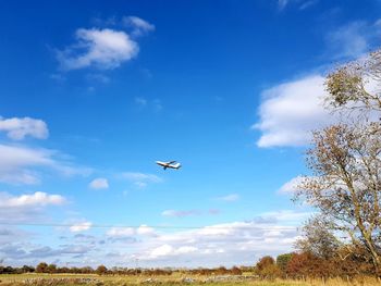 Low angle view of birds flying in sky