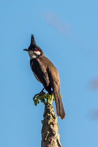 Low angle view of bird perching on branch against sky