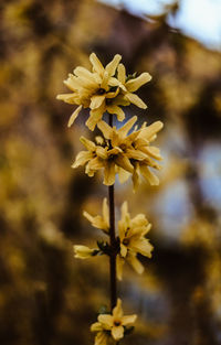 Close-up of yellow flowering plant