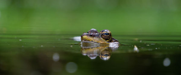 Close-up of peeping frog