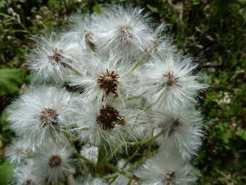 Close-up of white dandelion flowers