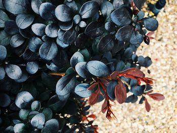 High angle view of berries on plant