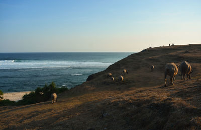 Horses in the sea against sky