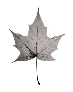 Close-up of leaf against white background