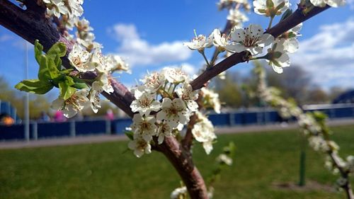 Close-up of cherry blossoms