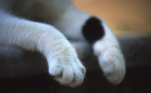 Close-up of cat paws