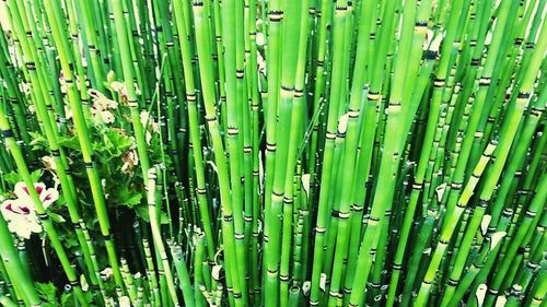 Full frame shot of bamboo on grass