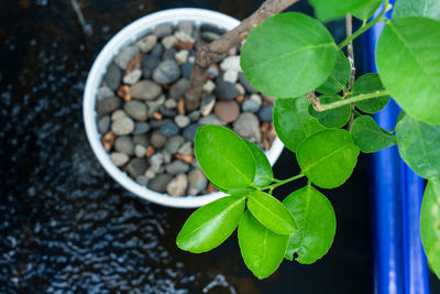 High angle view of potted plant