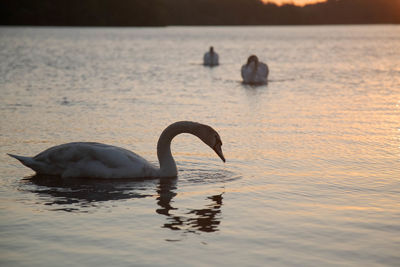 Swan swimming in a lake