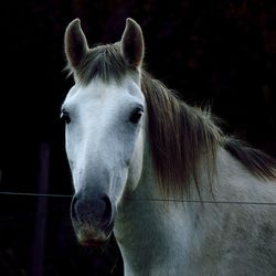 Close-up of a horse