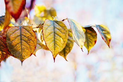 Close up image shot with colorful yellow red autumn fall leaves on tree branches, fall season