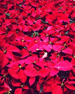 Full frame shot of red bougainvillea plant