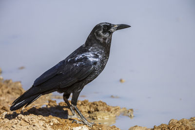 Close-up of bird perching against clear sky